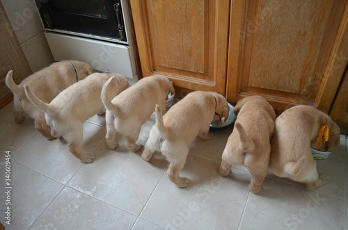 labrador puppies having their lunch