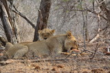 Löwe isst einen Steinbock - Kruger Nationalpark