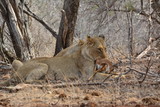 Löwe isst einen Steinbock - Kruger Nationalpark