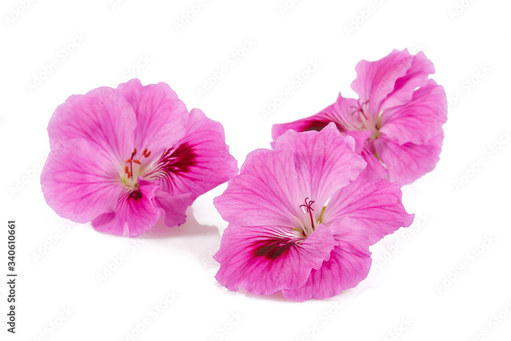 pelargonia pelargonia