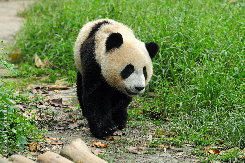Adult giant panda bear on the walk Adult giant panda bear on the walk