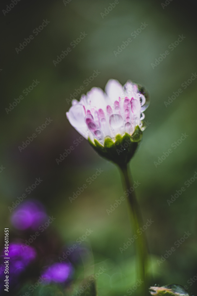 Fototapeta premium pâquerette mouillée