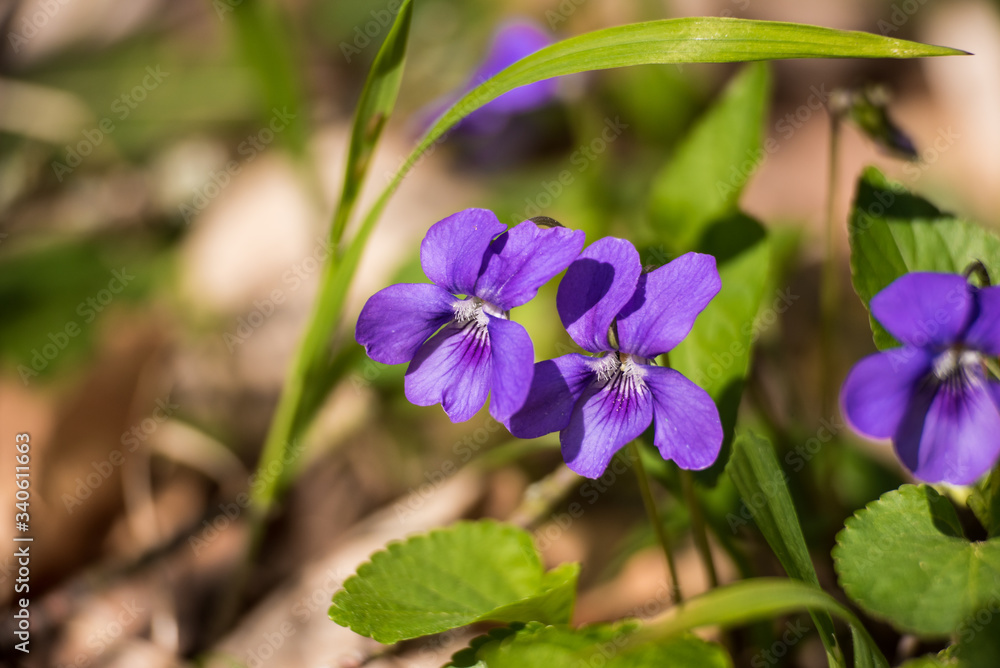 First violet blooming in spring sun Viola odorata First violet blooming in spring sun Viola odorata