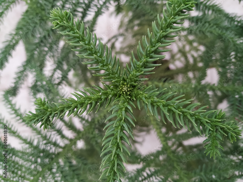coniferous branch closeup. texture. Araucaria