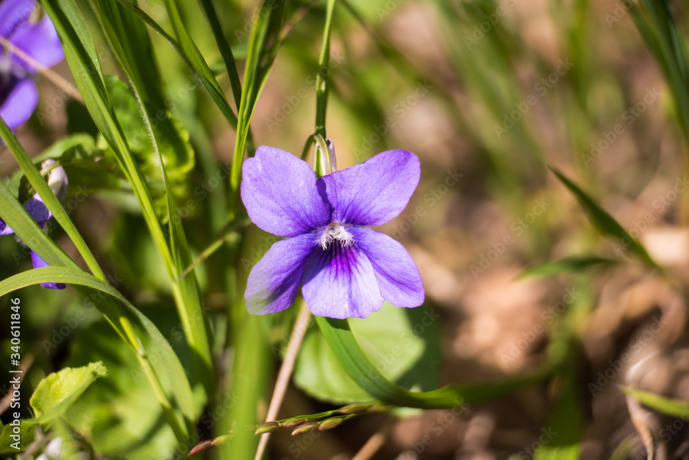First violet blooming in spring sun Viola odorata