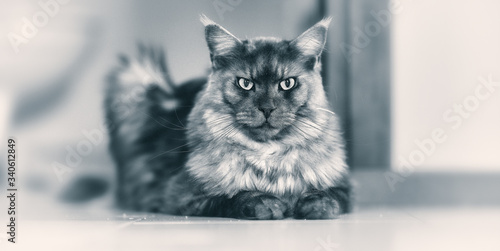 Maine Coon, the best cat ever! photo