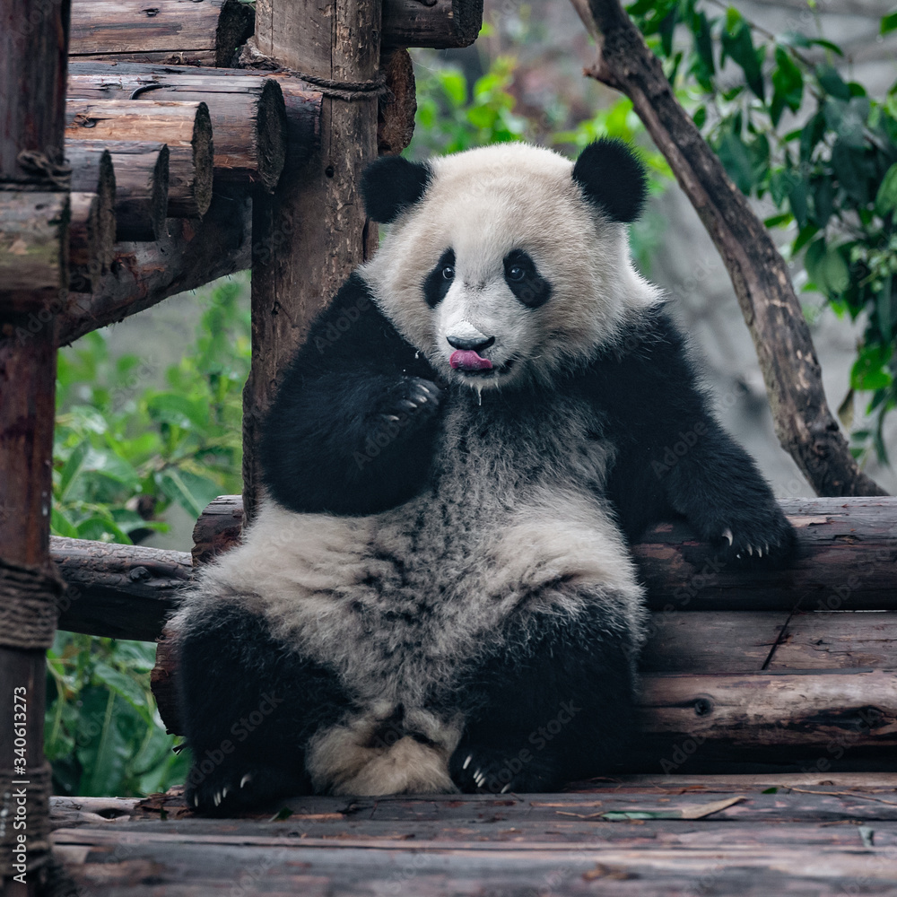 Naklejka premium Cute giant panda bear enjoying