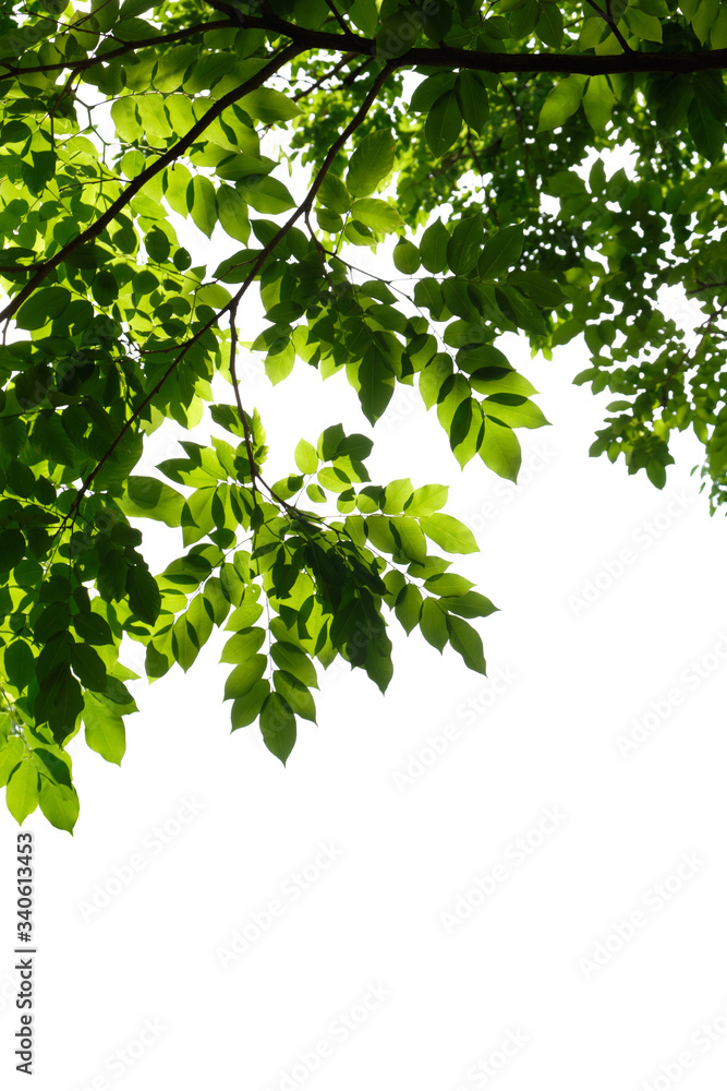 fresh tree branch isolated on white background fresh tree branch isolated on white background