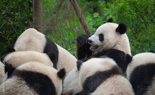 Fototapeta Naklejka Na Ścianę i Meble -  Cute giant panda bears eating bamboo