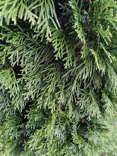 thuja branch closeup, evergreen