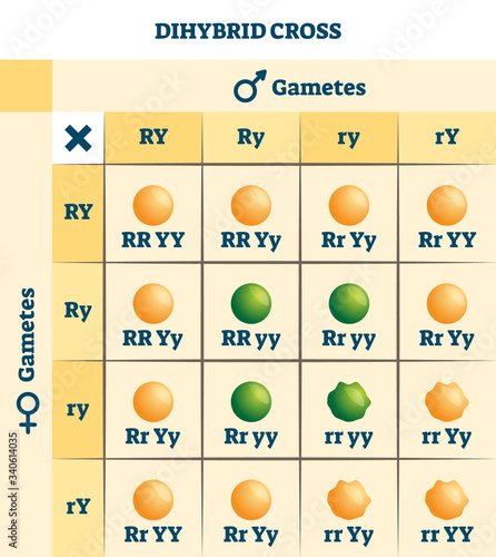 Dihybrid cross vector illustration. Labeled educational genetic table scheme photo
