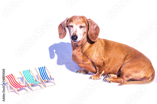 Miniature Dachshund Holiday © ANDREW NORRIS