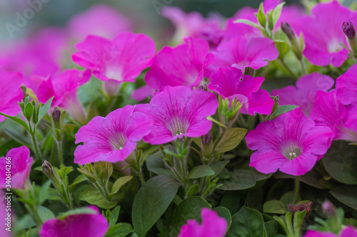 Spring outdoor dense colored morning glory，Ipmoea cairica