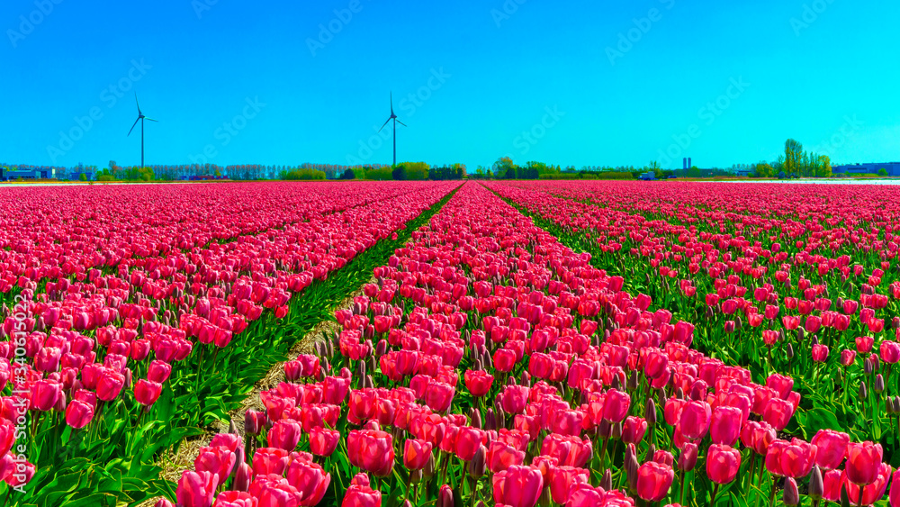 Flower bed with field of red tulips in Dutch landscape with wind turbines