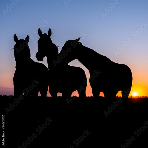 silhouette of  horses in meadow against colorful sky at sunset