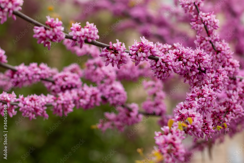 Obraz premium Beautiful lilac pink flowers blossomed on the plant Lingonaria Judas tree Cercis in spring in the park
