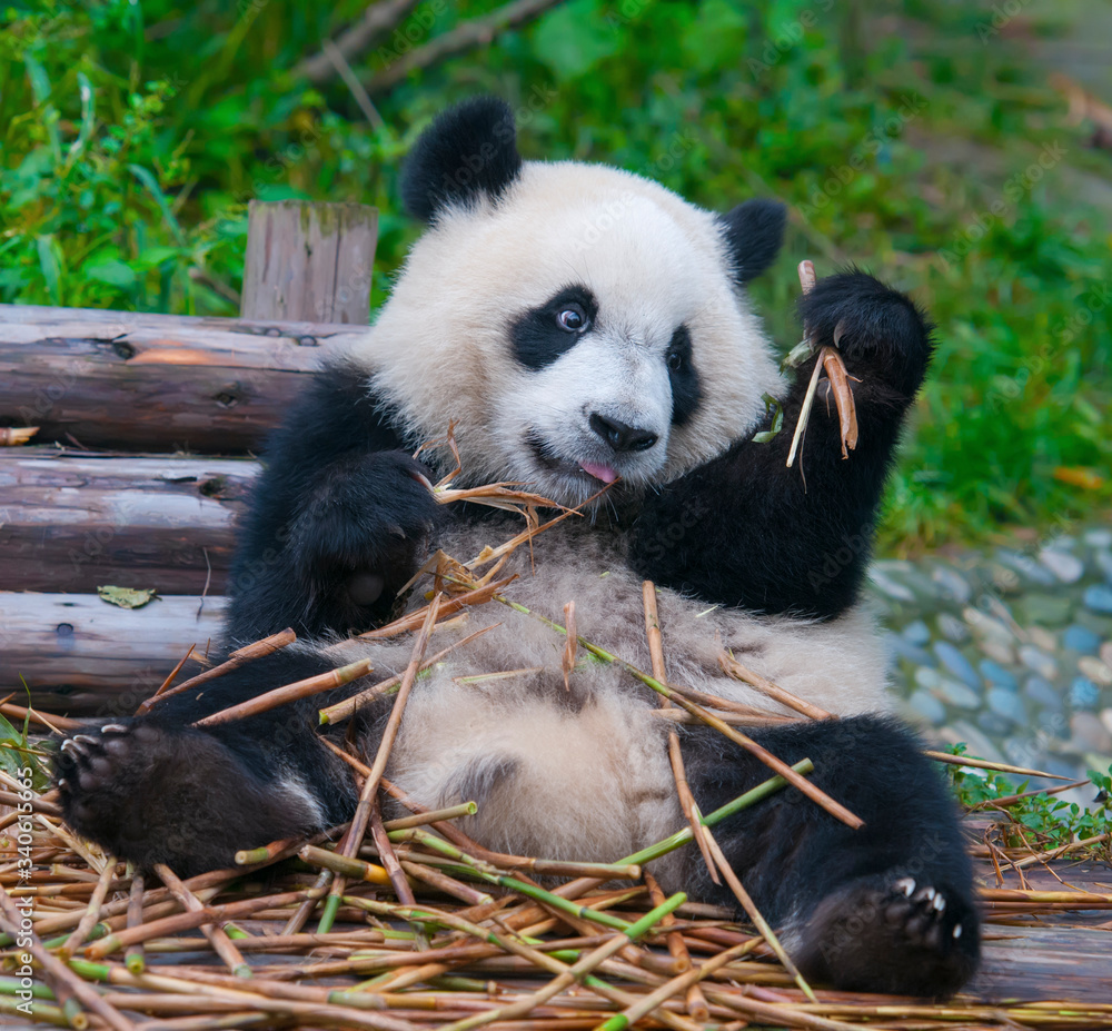 Young giant panda bear enjoys eating bamboo Young giant panda bear enjoys eating bamboo