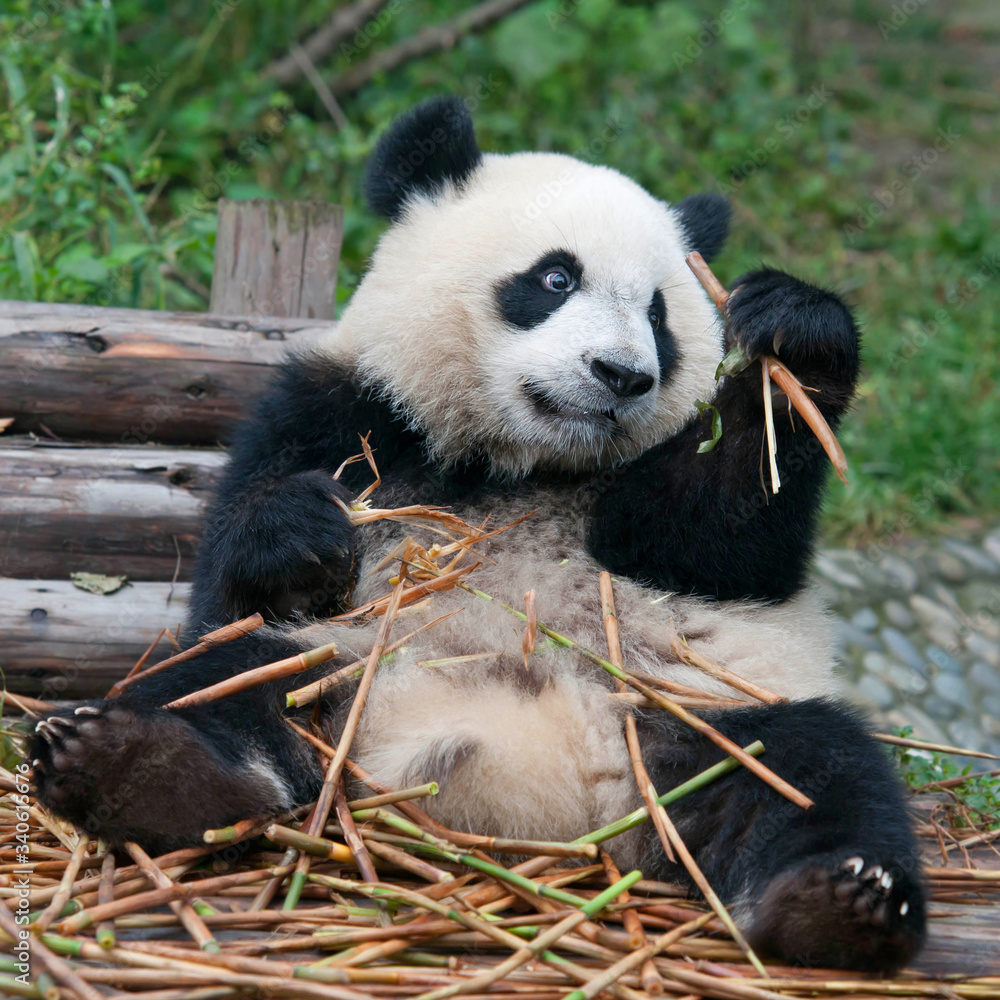 Young giant panda bear enjoys eating bamboo Young giant panda bear enjoys eating bamboo