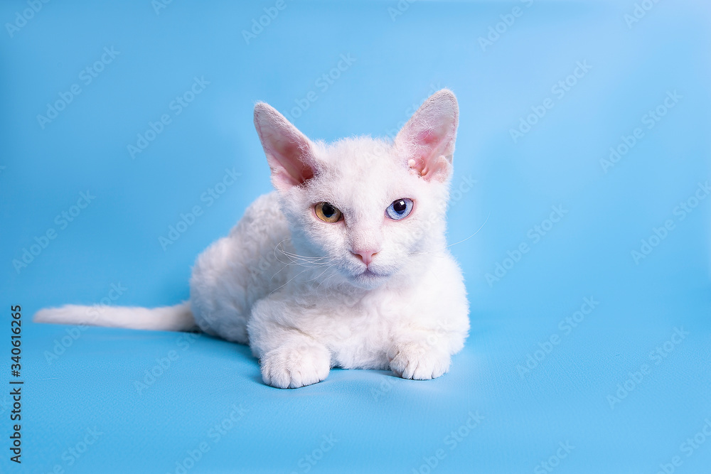 Fototapeta premium Cute little kitten breed Devon Rex