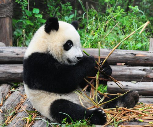 Fototapeta Naklejka Na Ścianę i Meble -  Young giant panda bear enjoys eating bamboo