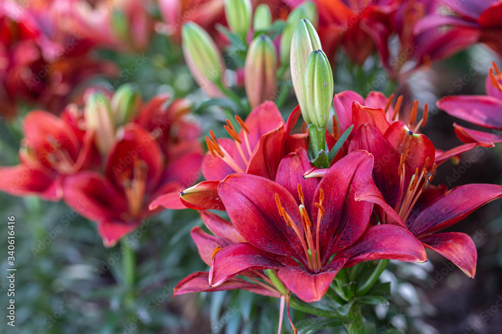 Lily flower and green leaf background in garden at sunny summer or spring day. Lily Lilium hybrids