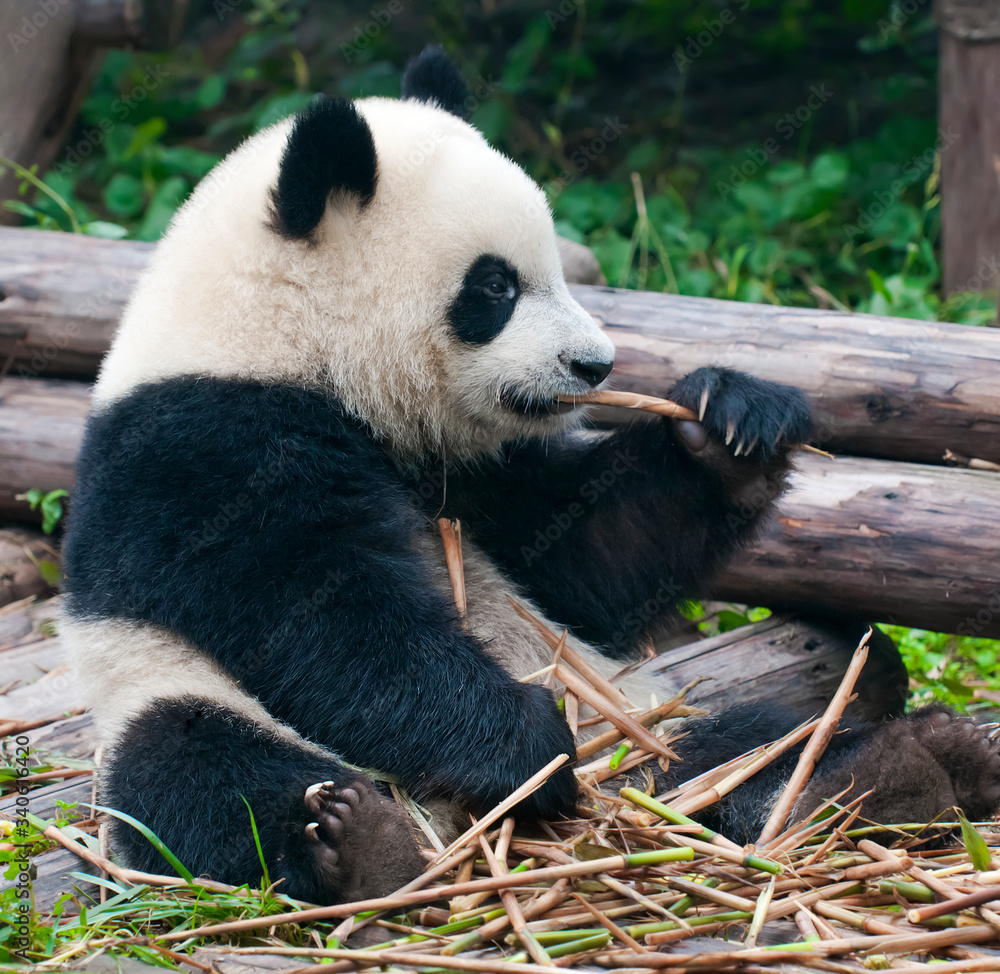 Fototapeta premium Young giant panda bear enjoys eating bamboo