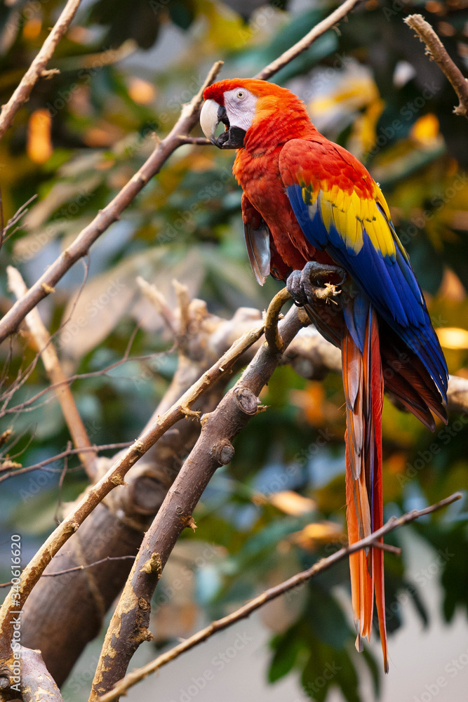 Scarlet Macaw with beautiful vibrant plumage