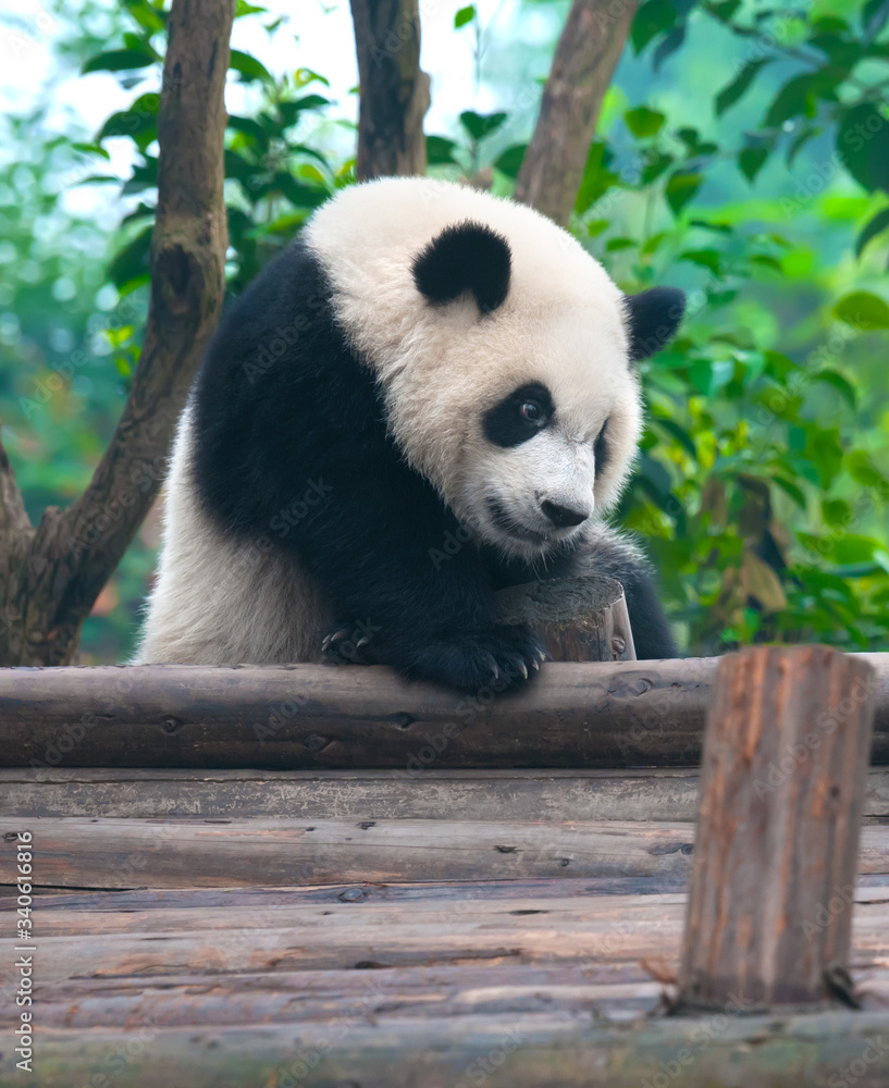 Obraz premium Giant panda bear playing