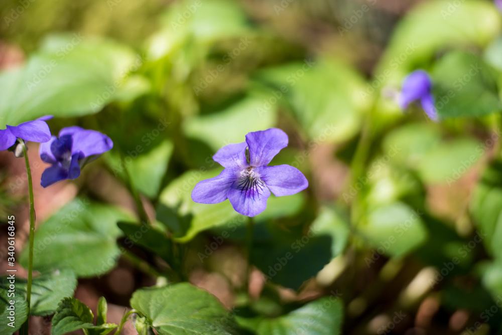 First violet blooming in spring sun Viola odorata First violet blooming in spring sun Viola odorata
