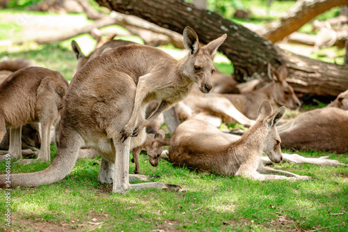 Kangaroos and wallabies at the santuary  Queensland  Australia