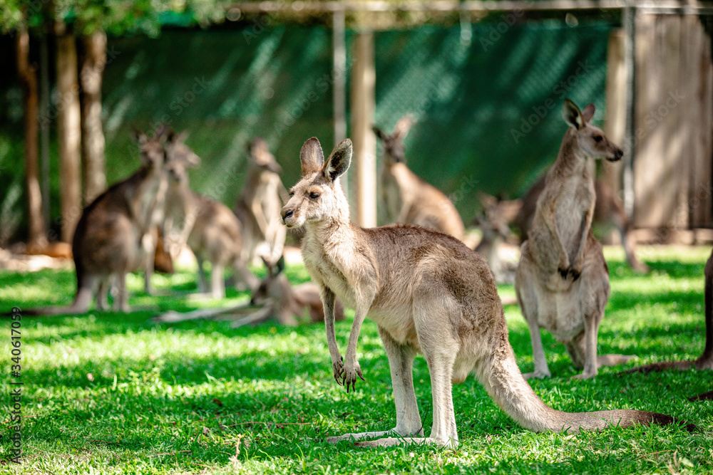 Kangaroos and wallabies at the santuary, Queensland, Australia Kangaroos and wallabies at the santuary, Queensland, Australia