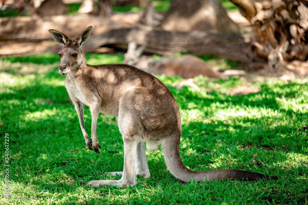 Kangaroos and wallabies at the santuary, Queensland, Australia Kangaroos and wallabies at the santuary, Queensland, Australia