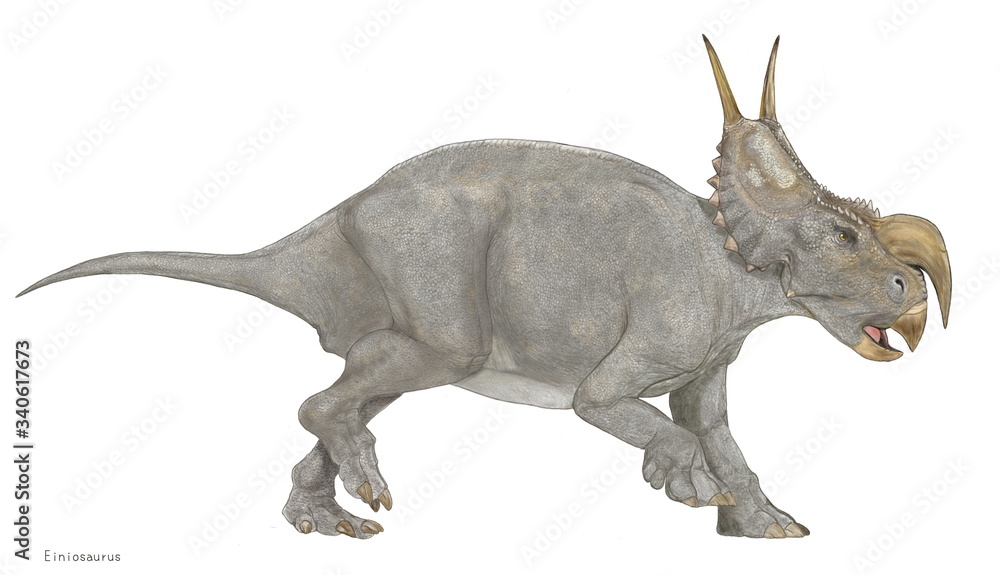Naklejka エイニオサウルス 白亜紀の恐竜 角竜類 トリケラトプスやカスモサウルス類よりも原始的なセントロサウルスの仲間である。鼻先の角が大きく下にねじ曲がったような一本の角を持つ襟飾りにはやや平板な2本の突起がある。角竜類としては中型であるが、異様で個性的な風貌からトリケラトプスとは違った魅力がある。