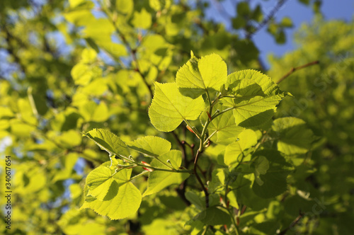 Fresh green foliage of spring linden tree