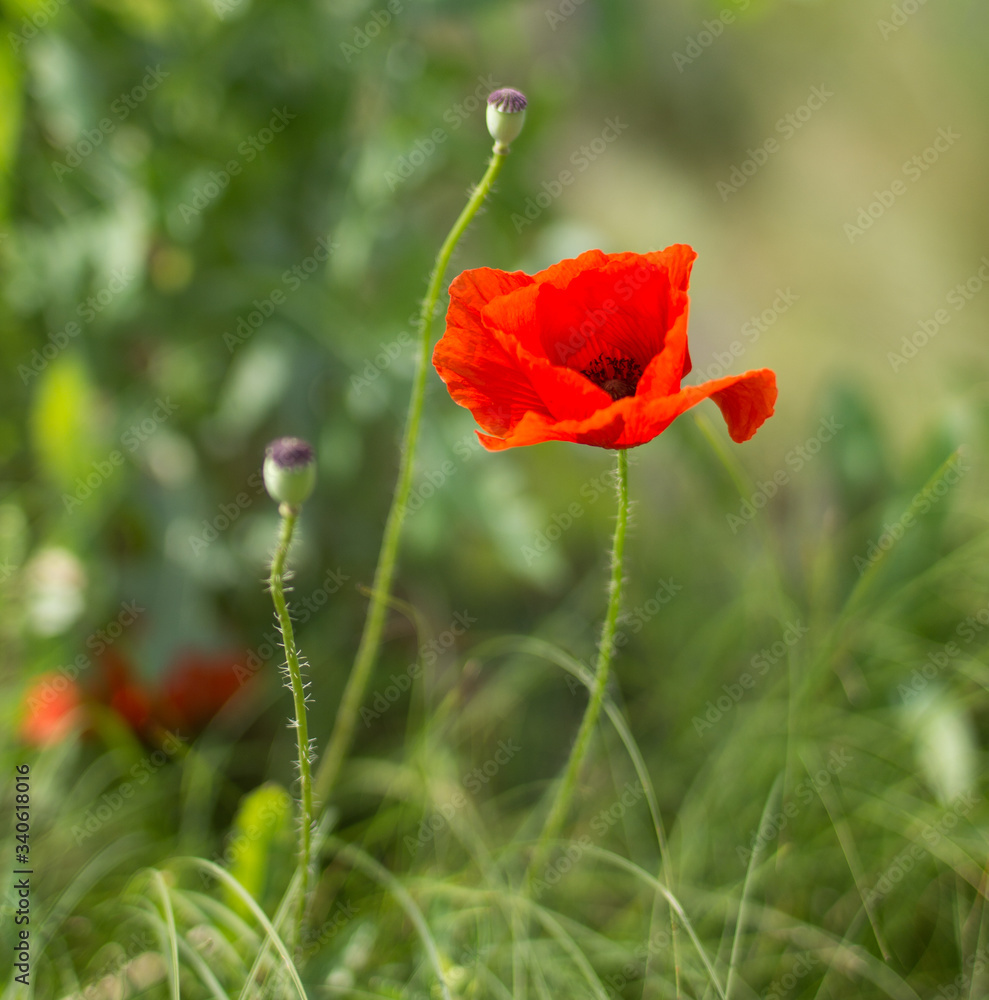 Fototapeta premium red poppy in the field