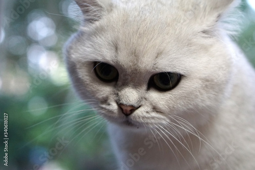 close up of white british shorthair cat looking around