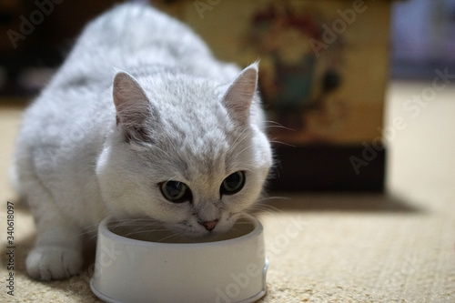 white british shorthair cat having his meal