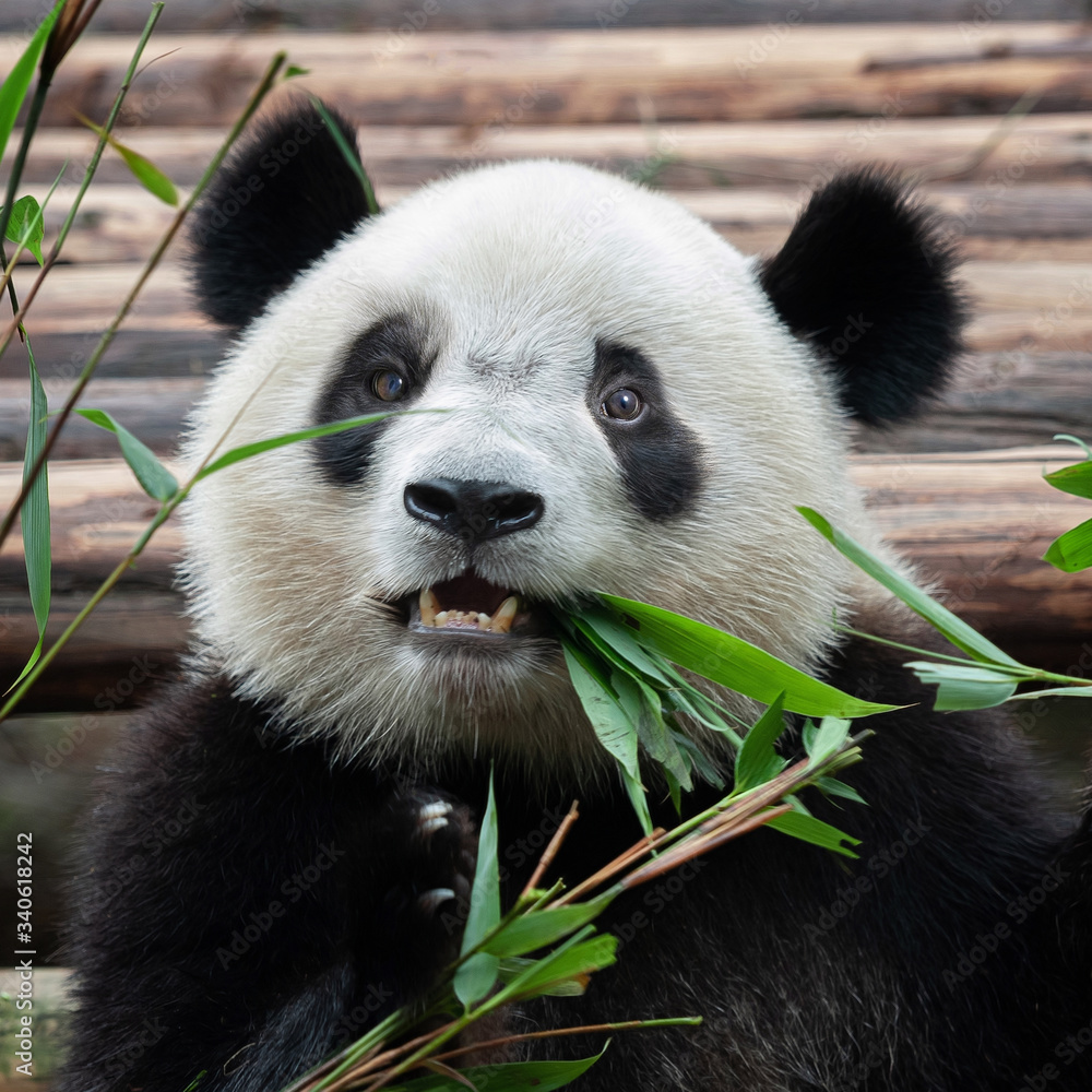 Fototapeta premium Cute giant panda bear posing for camera