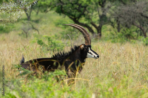 Sable antelope on the grass looking at camera.