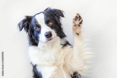 Funny studio portrait of cute smiling puppy dog border collie isolated on white background. New lovely member of family little dog gazing and waiting for reward. Pet care and animals concept © Юлия Завалишина