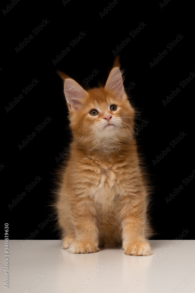 Obraz premium Maine Coon kitten 2 months. Purebred beautiful cat with big tassels. Maine Coon on a white table and black background. Cat color red ticked tabby D25