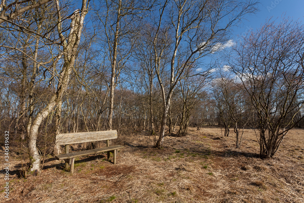 wooden bench surrounded by leafless birch trees in the moorlands near the pond Große Angelkuhle in the municipality of Ovelgönne, district Wesermarsch (Germany) on a sunny day with vivid blue sky wooden bench surrounded by leafless birch trees in the moorlands near the pond Große Angelkuhle in the municipality of Ovelgönne, district Wesermarsch (Germany) on a sunny day with vivid blue sky