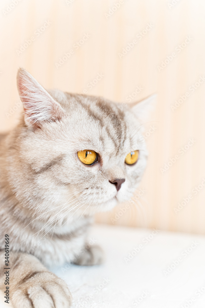 a beautiful British cat with yellow eyes looks forward, directly into the camera, a cat on a neutral backgroun