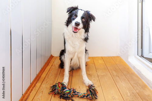 Funny portrait of cute smiling puppy dog border collie holding colourful rope toy in mouth. New lovely member of family little dog at home playing with owner. Pet care and animals concept. © Юлия Завалишина