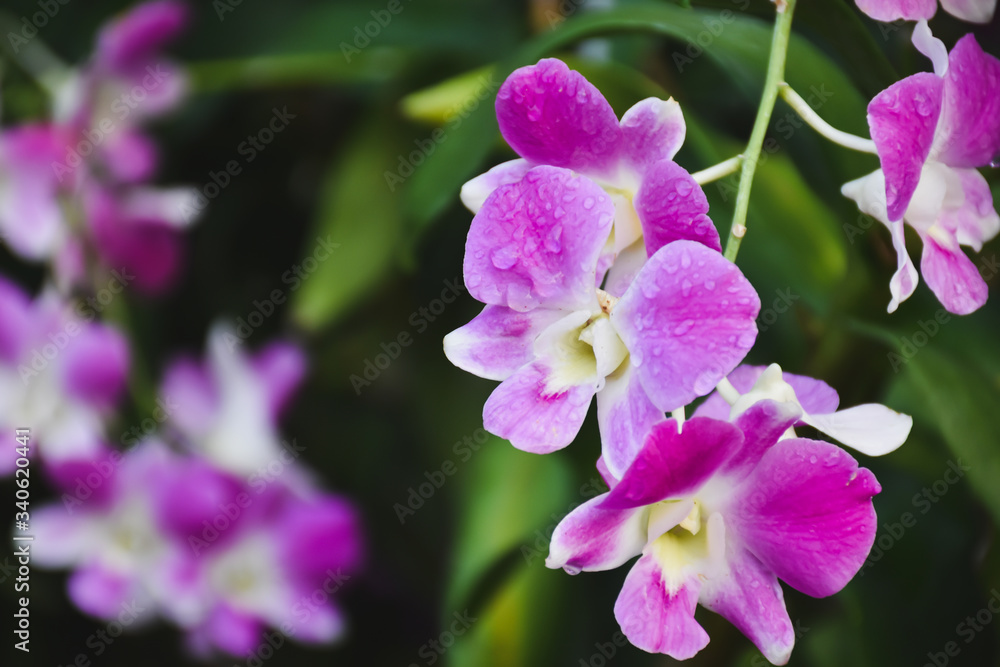 Fototapeta premium lilac flowers in the garden