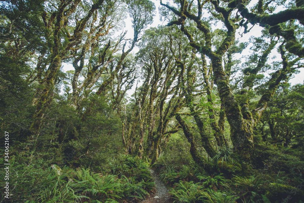 Fototapeta premium Routeburn Track, Fiordland National Park, New Zealand ルートバーントラック, フィヨルドランド国立公園, ニュージーランド