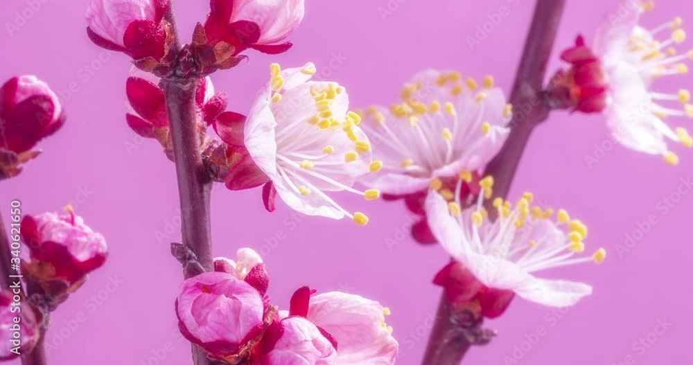Spring flowers. Apricot flowers on an apricots branch blossom on a pink background. Spring flowers. Apricot flowers on an apricots branch blossom on a pink background.