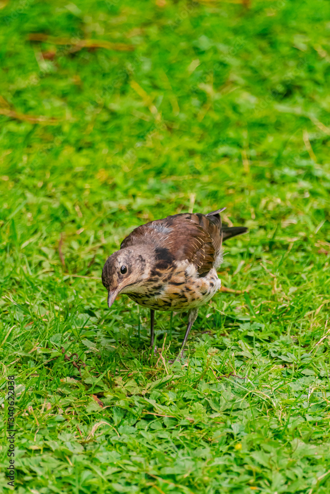 song thrush, (Turdus philomelos), on green grass surface song thrush, (Turdus philomelos), on green grass surface