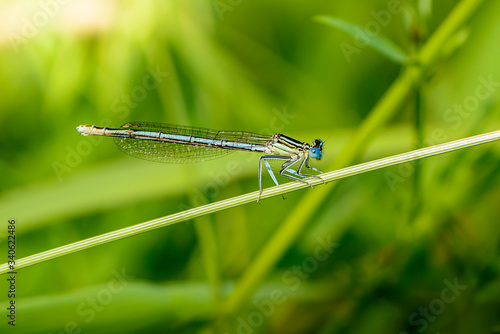 Thin blue dragonfly sits on a leaf of grass