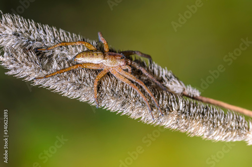 Spider female sits on dry blade of grass